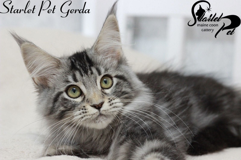 Starlet Pet Gerda - maine-coon