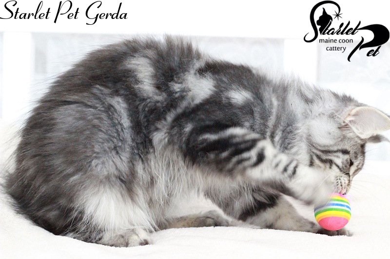 Starlet Pet Gerda - maine-coon