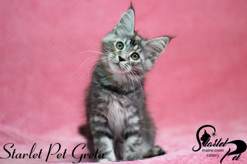 Starlet Pet Greta - maine-coon