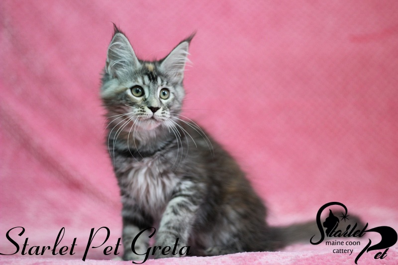 Starlet Pet Greta - maine-coon