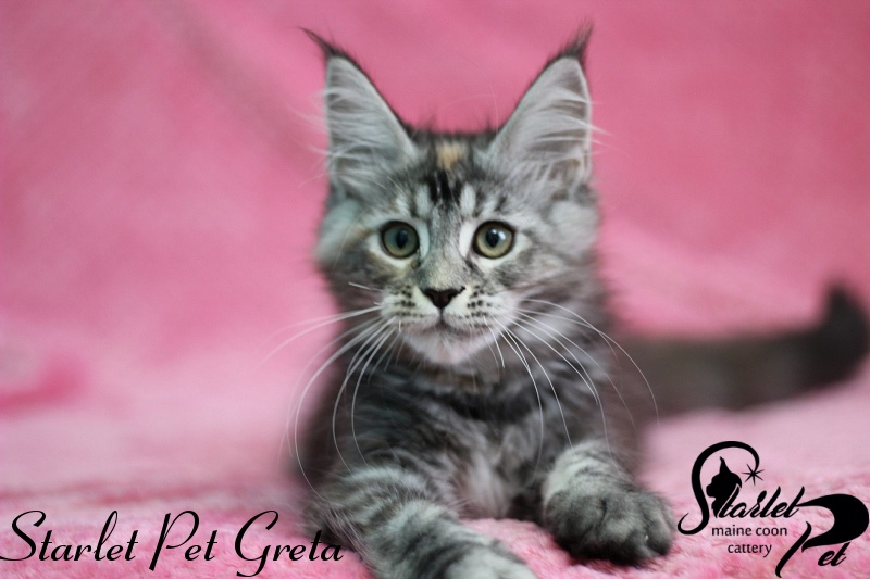 Starlet Pet Greta - maine-coon