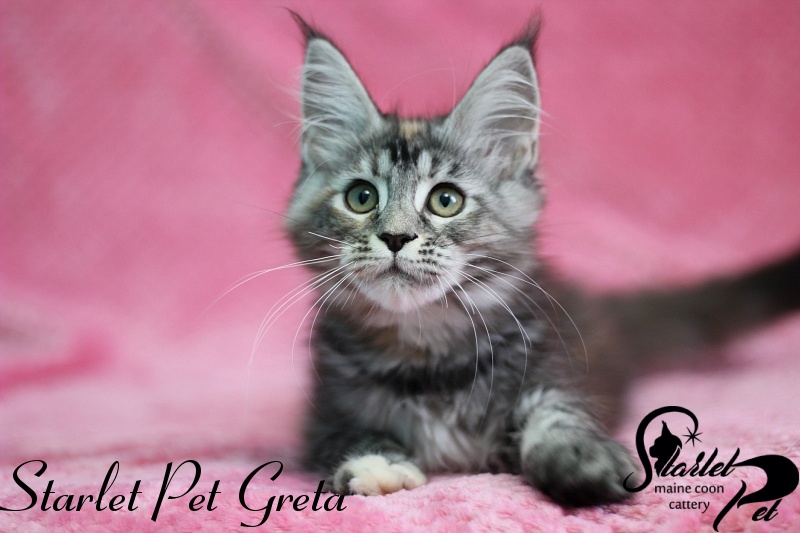 Starlet Pet Greta - maine-coon