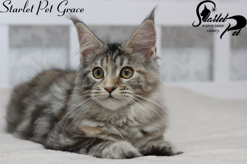 Starlet Pet Grace - maine-coon