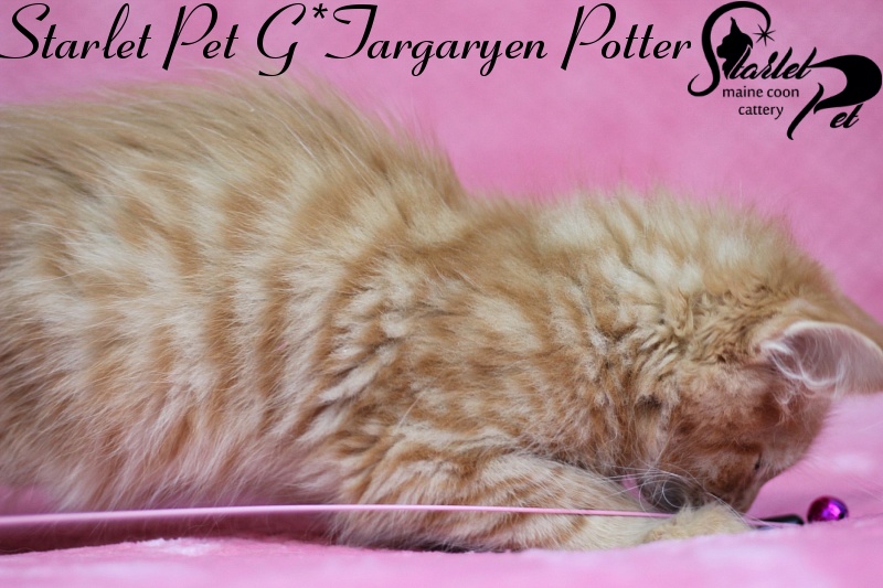 Starlet Pet G*Targaryen Potter - maine-coon