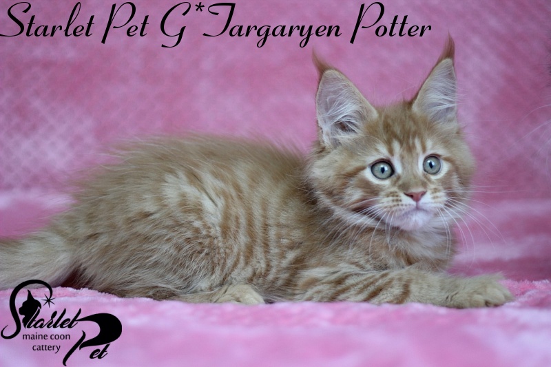 Starlet Pet G*Targaryen Potter - maine-coon