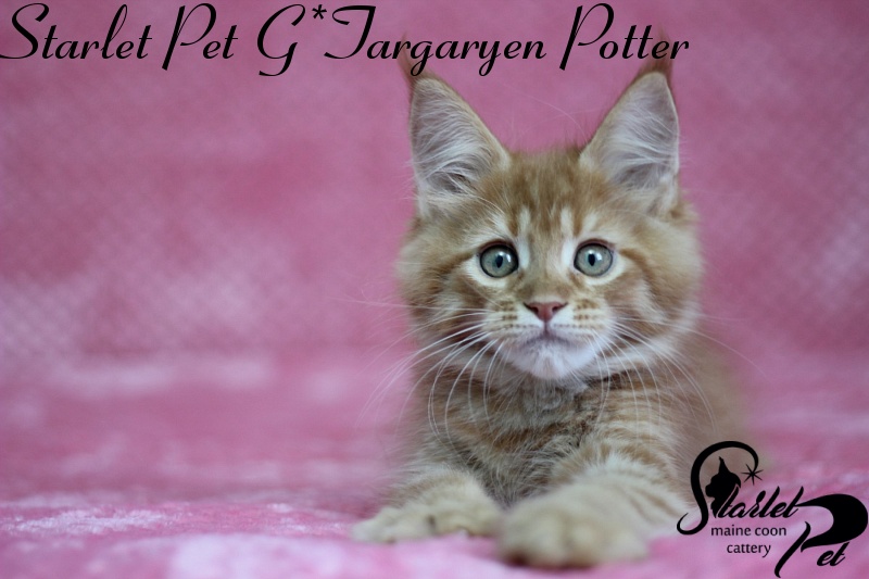 Starlet Pet G*Targaryen Potter - maine-coon