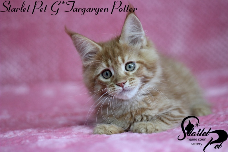 Starlet Pet G*Targaryen Potter - maine-coon