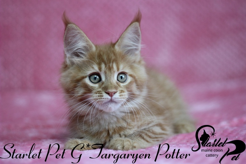Starlet Pet G*Targaryen Potter - maine-coon