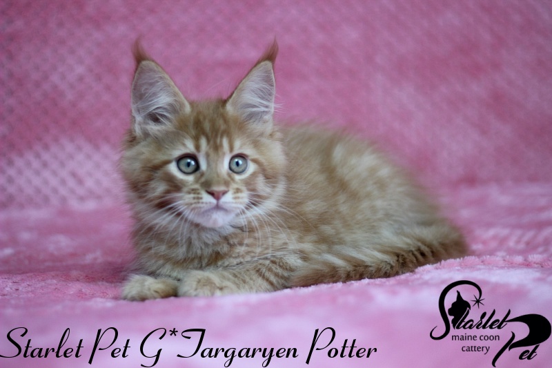 Starlet Pet G*Targaryen Potter - maine-coon