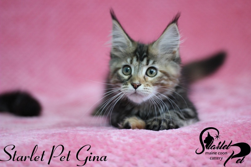 Starlet Pet Gina - мейн-кун