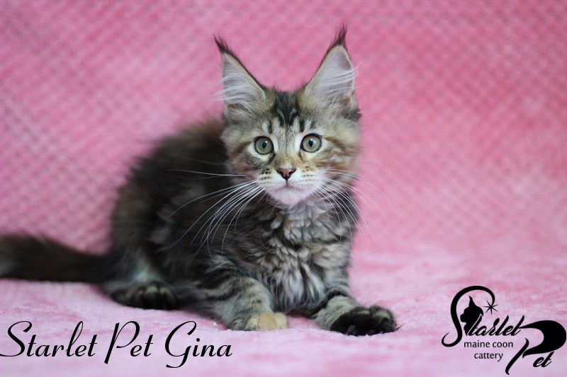 Starlet Pet Gina - мейн-кун