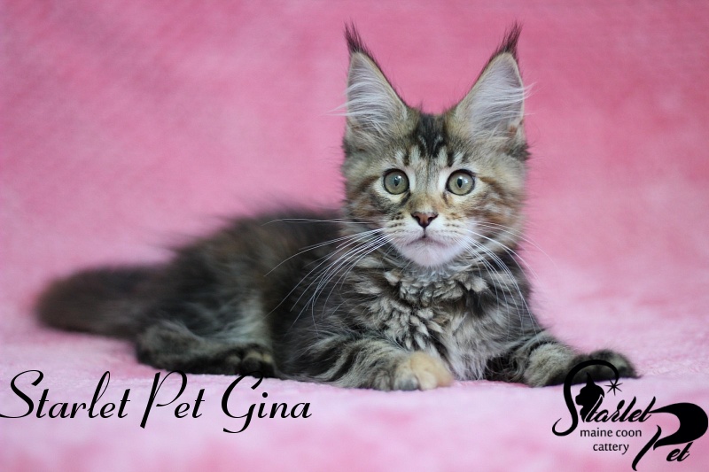 Starlet Pet Gina - мейн-кун