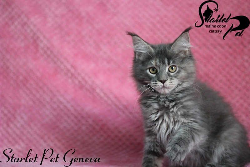 Starlet Pet Geneva - maine-coon