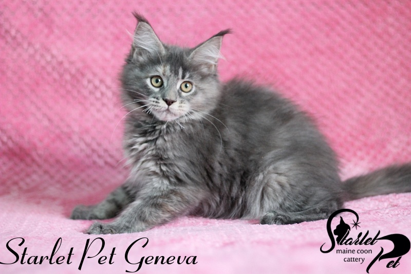 Starlet Pet Geneva - maine-coon