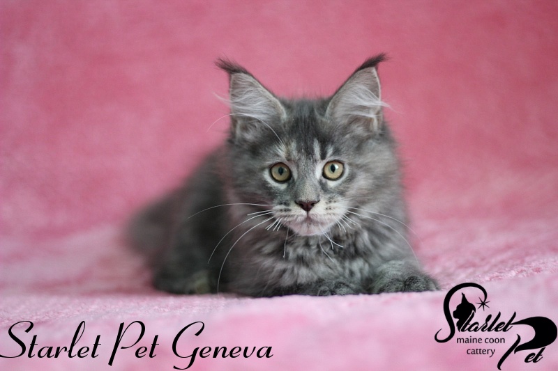 Starlet Pet Geneva - maine-coon