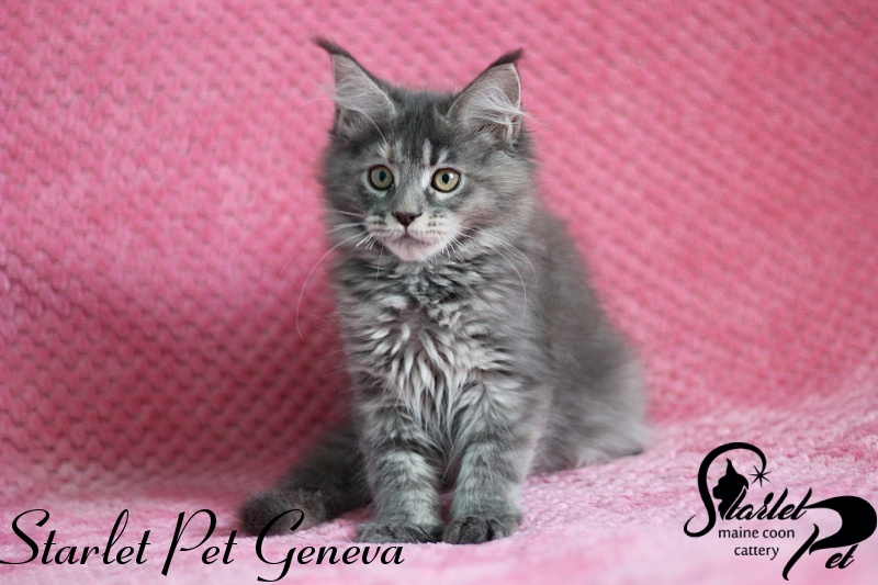 Starlet Pet Geneva - maine-coon