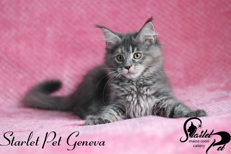 Starlet Pet Geneva - maine-coon