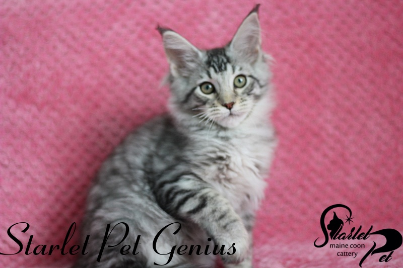Starlet Pet Genius - maine-coon