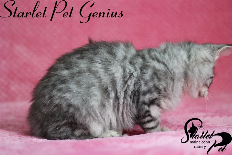 Starlet Pet Genius - maine-coon