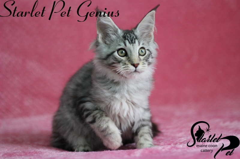 Starlet Pet Genius - maine-coon