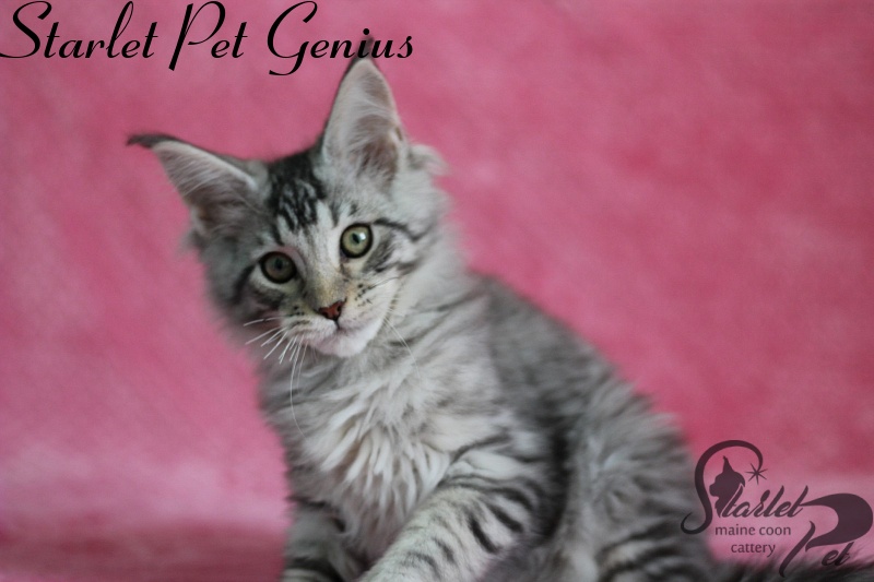 Starlet Pet Genius - maine-coon