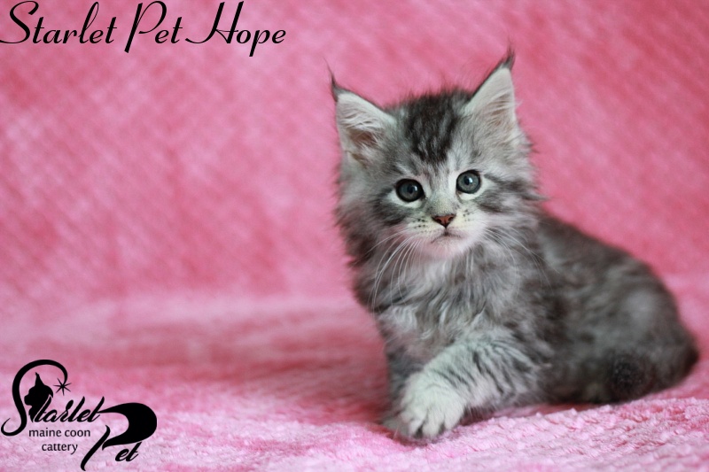 Starlet Pet Hope - maine-coon