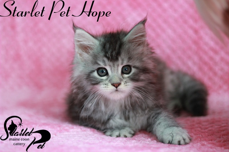 Starlet Pet Hope - maine-coon