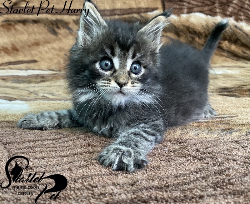 Starlet Pet Harry - Kitten maine-coon 1 month 2 weeks