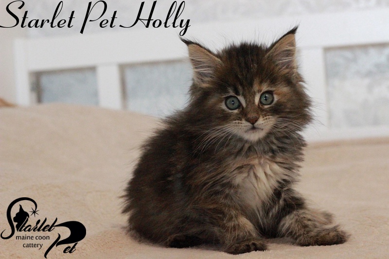Starlet Pet Holly - maine-coon