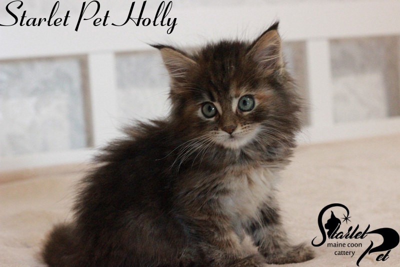 Starlet Pet Holly - maine-coon