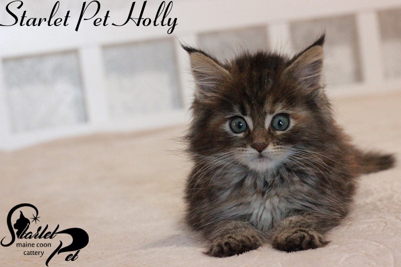 Starlet Pet Holly - maine-coon