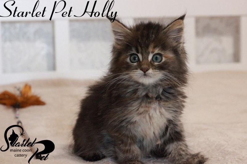 Starlet Pet Holly - maine-coon
