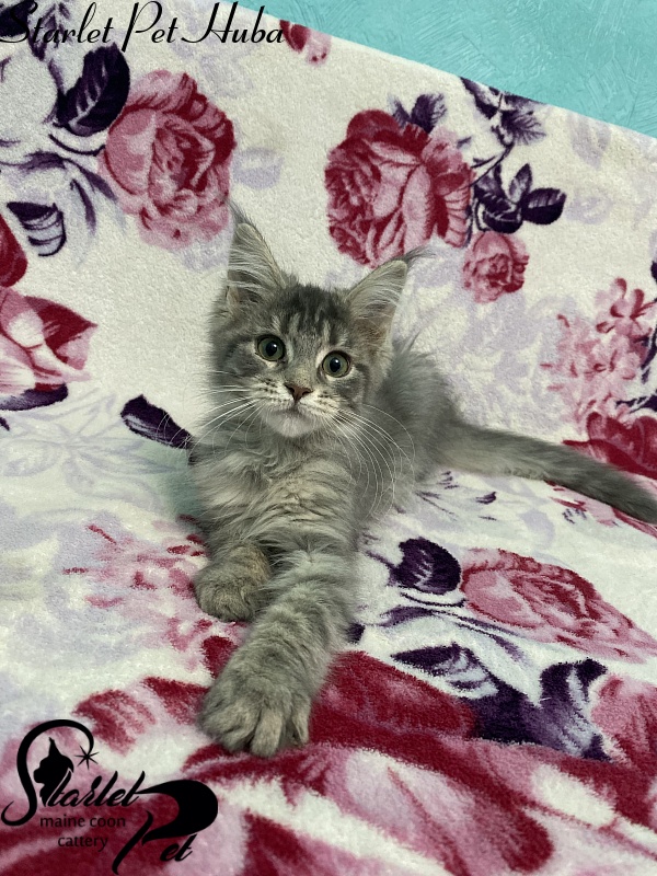 Starlet Pet Huba - мейн-кун