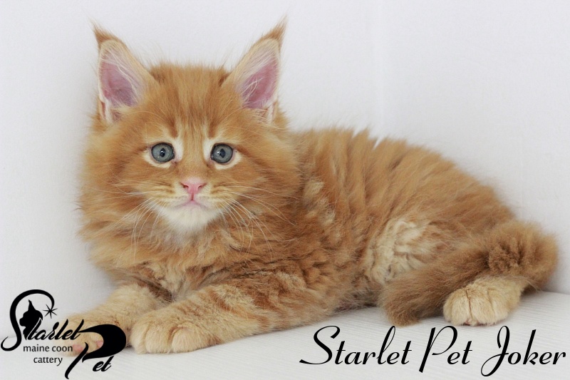 Starlet Pet Joker - maine-coon