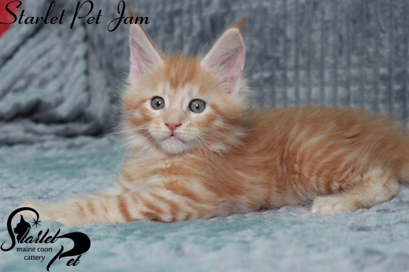 Starlet Pet Jam - maine-coon