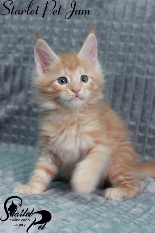 Starlet Pet Jam - maine-coon