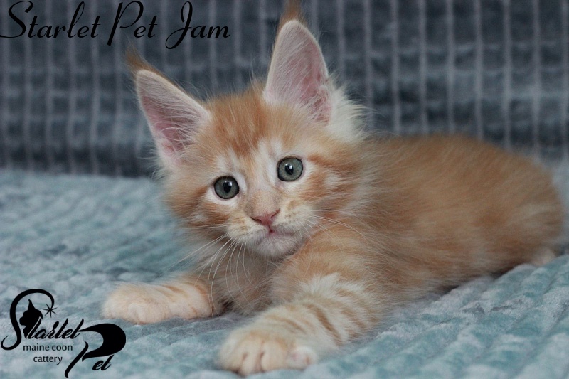 Starlet Pet Jam - maine-coon
