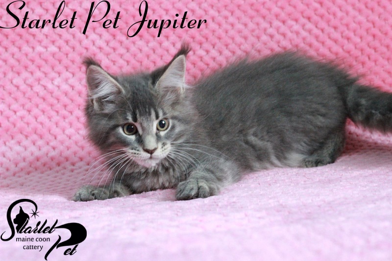 Starlet Pet Jupiter - maine-coon