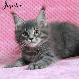 Starlet Pet Jupiter