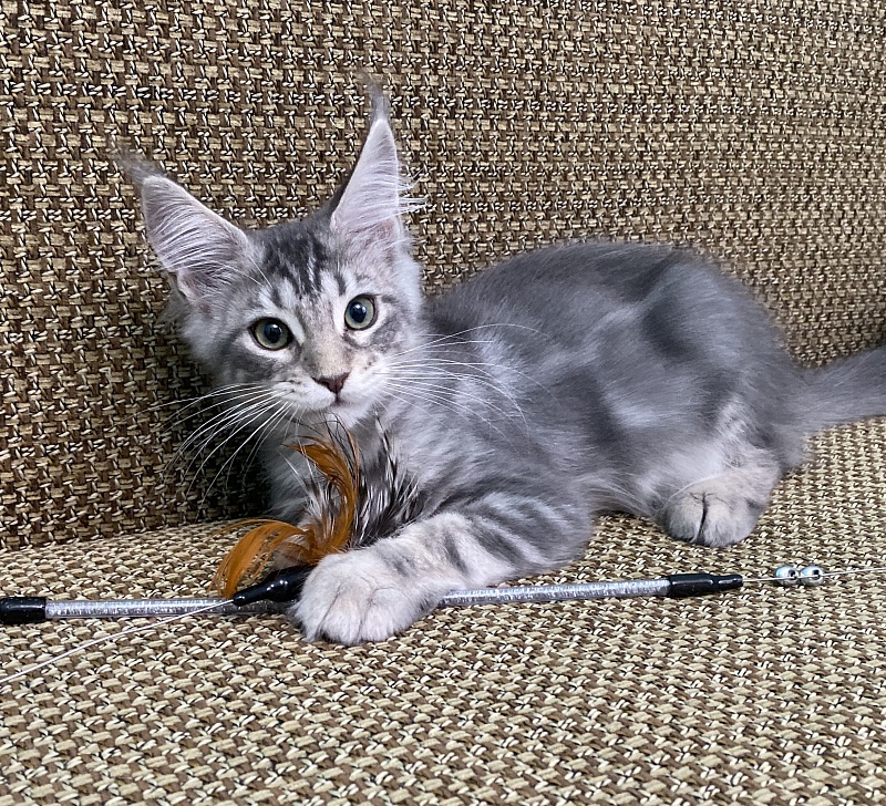 Starlet Pet Junior - Kitten maine-coon 3 months 2 weeks
