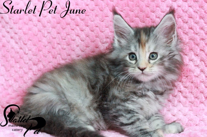 Starlet Pet June - maine-coon