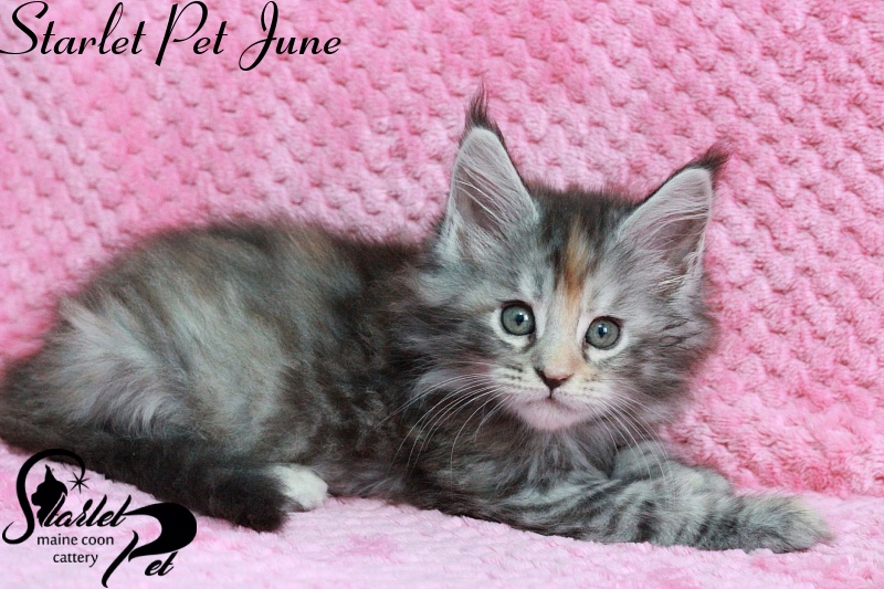 Starlet Pet June - maine-coon