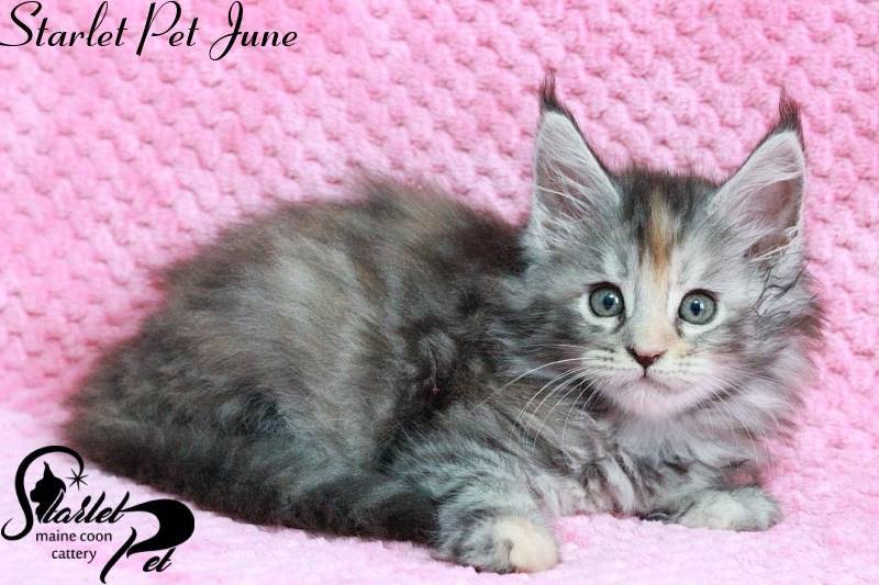 Starlet Pet June - maine-coon