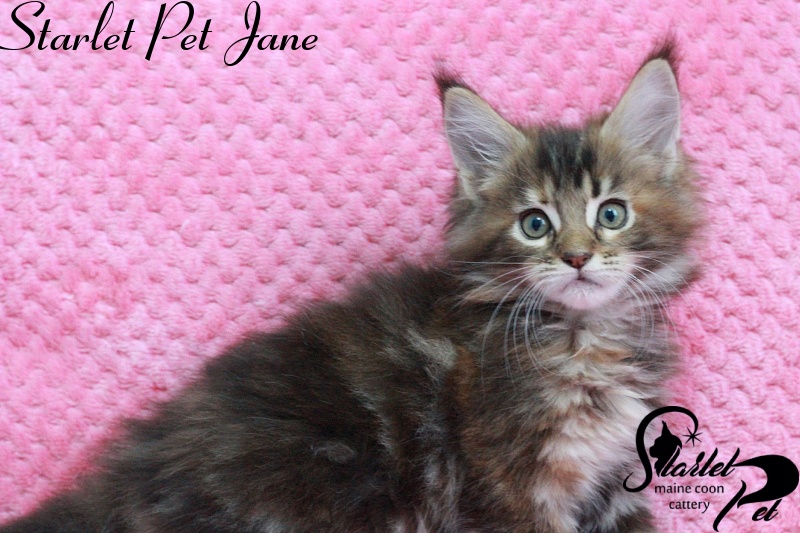 Starlet Pet Jane - maine-coon