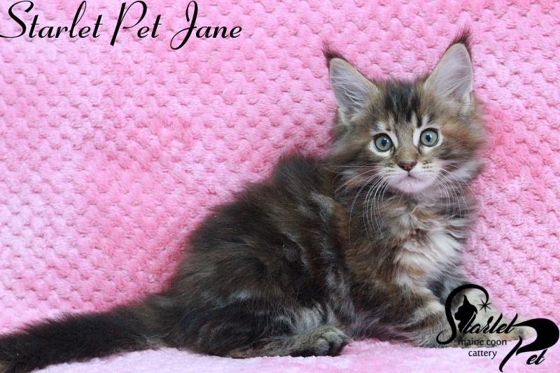 Starlet Pet Jane - maine-coon