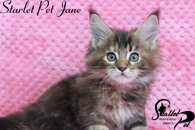 Starlet Pet Jane - maine-coon