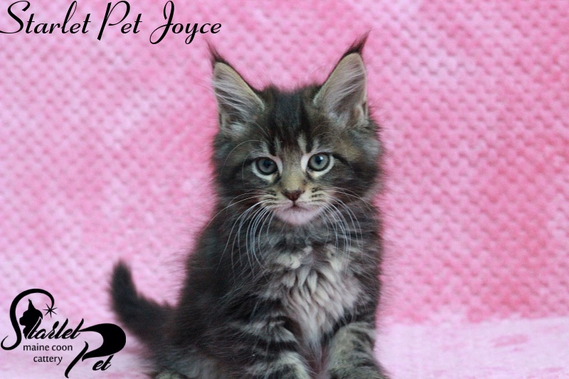 Starlet Pet Joyce - maine-coon