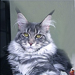 Langstteich's P'Elektra