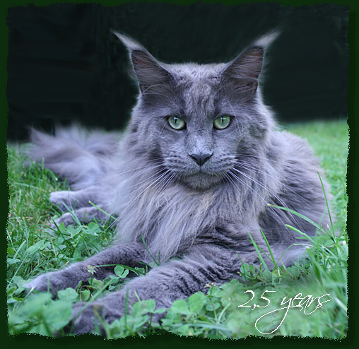 Langstteich's El Corazón - Adult maine-coon 2 years 10 months
