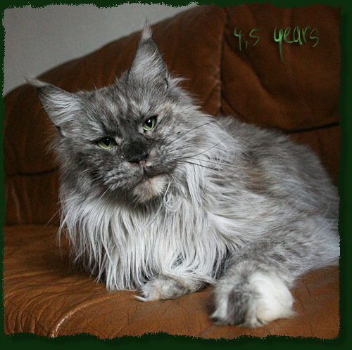 Mainefield's Germaine - maine-coon 02/20/2012